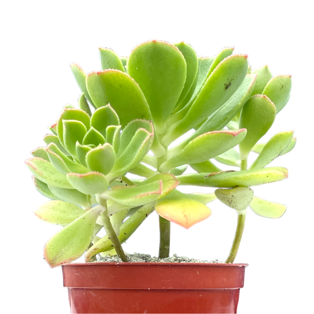 Aeonium castello-paviae var. sarae
