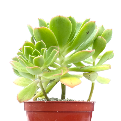 Aeonium castello-paviae var. sarae