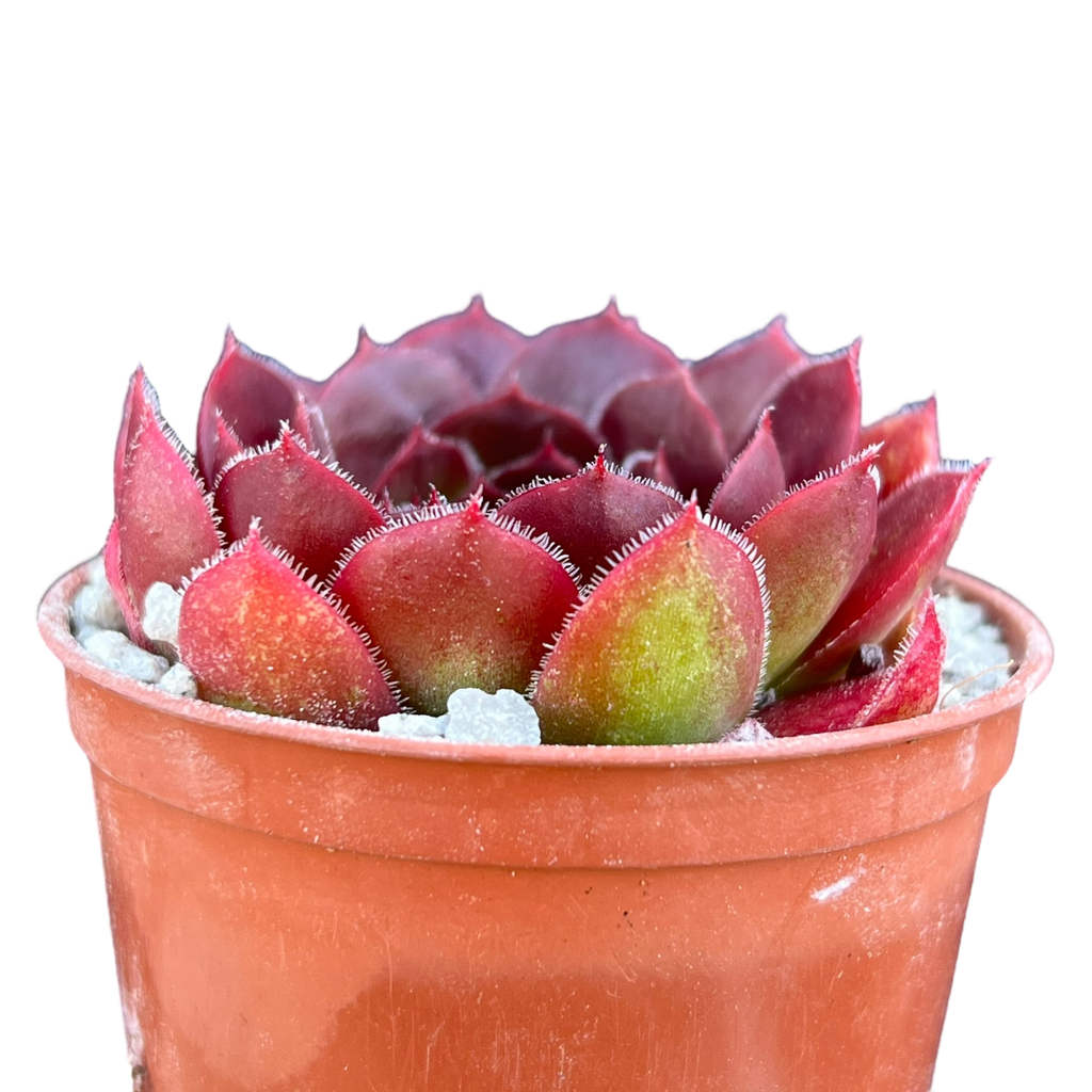 Jovibarba heuffelii 'Mystique'