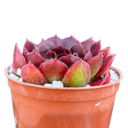 Jovibarba heuffelii 'Mystique'