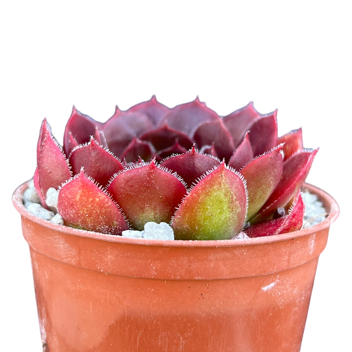 Jovibarba heuffelii 'Mystique'