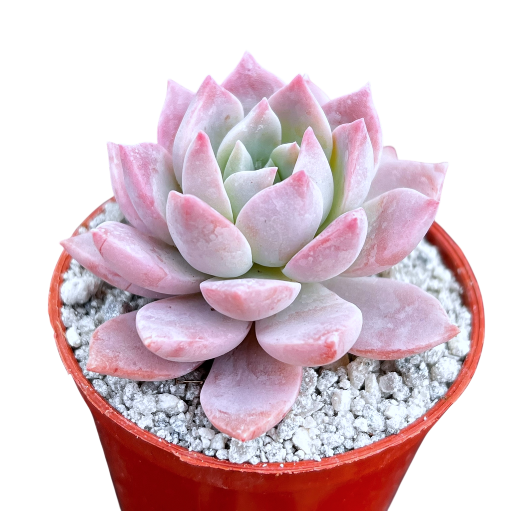 x Graptoveria 'Milky Way'