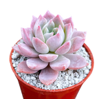 x Graptoveria 'Milky Way'