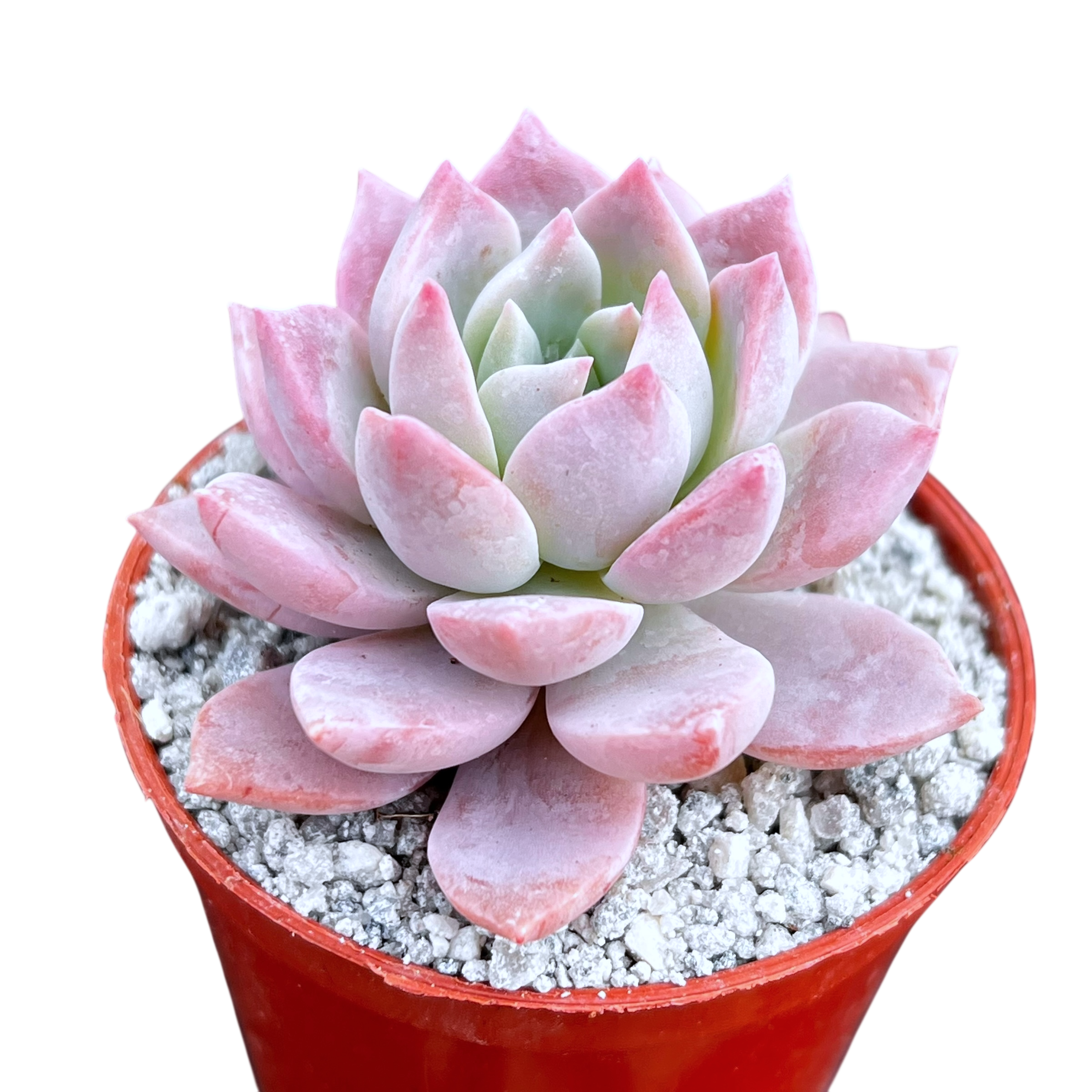 x Graptoveria 'Milky Way'