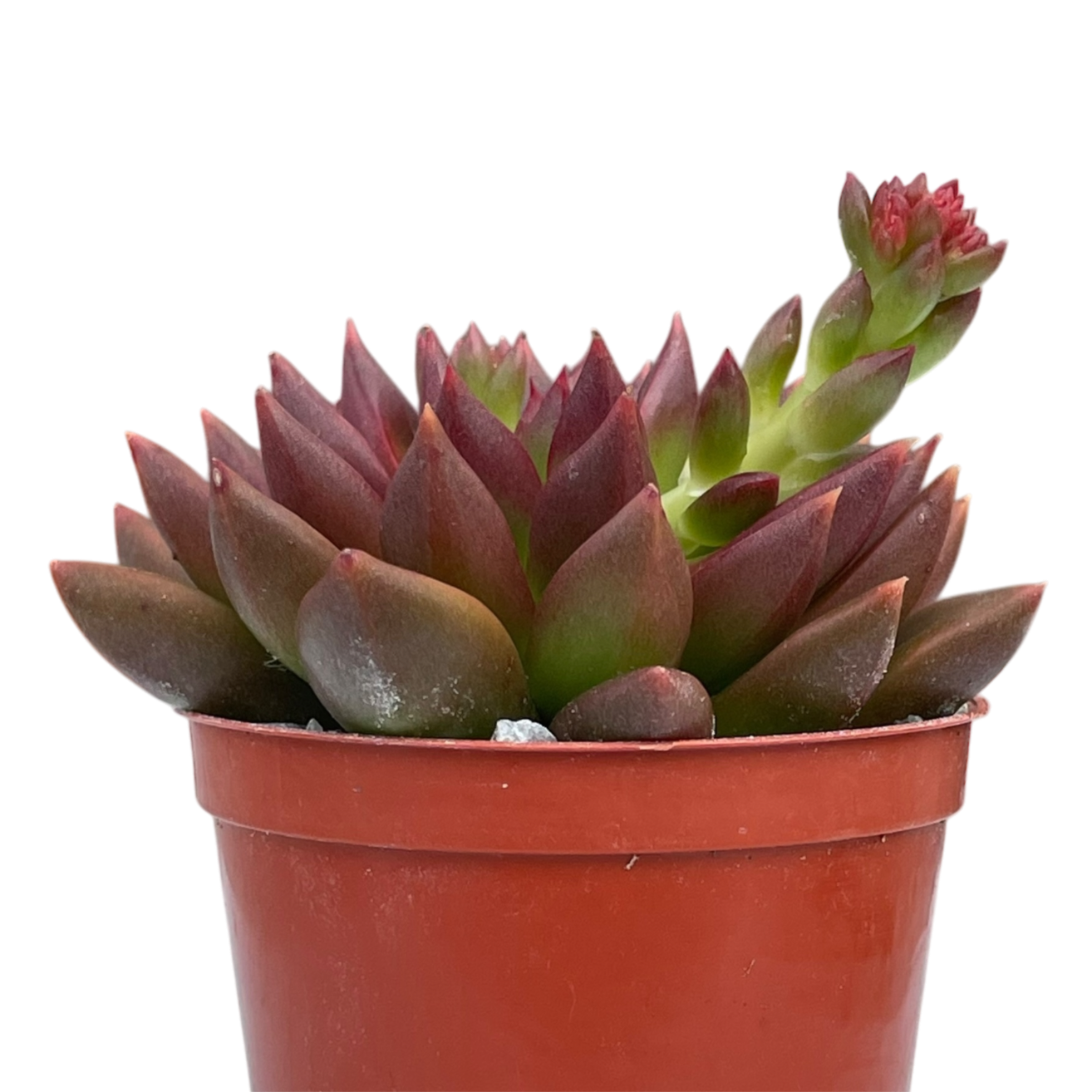 Echeveria 'Zodiac'