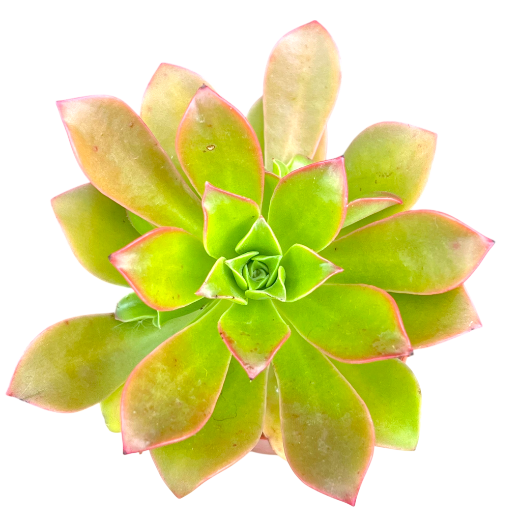 Aeonium decorum