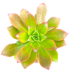 Aeonium decorum