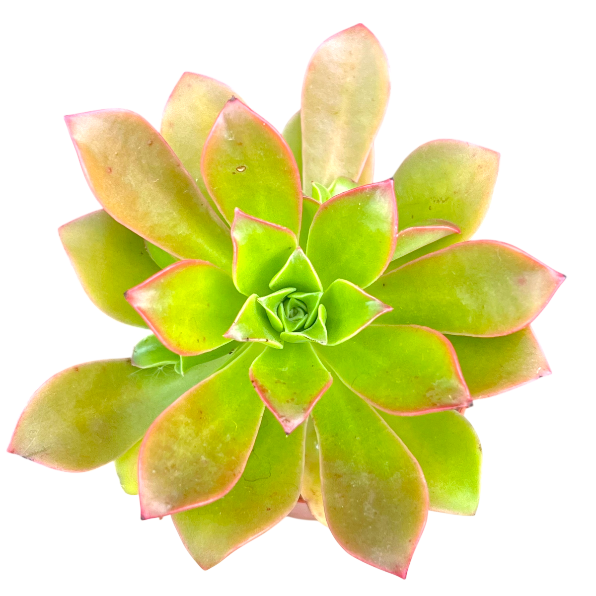 Aeonium decorum
