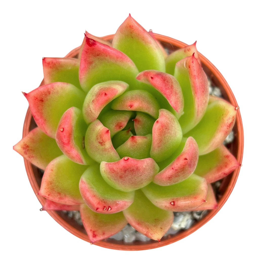 Echeveria agavoides 'Miranda'