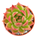 Echeveria agavoides 'Miranda'