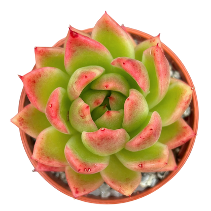 Echeveria agavoides 'Miranda'