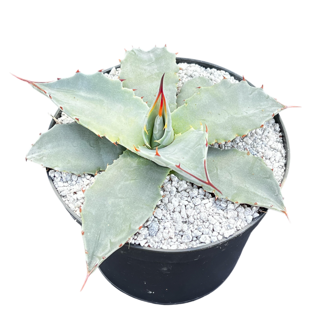 Agave montana x gentryi