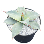 Agave montana x gentryi