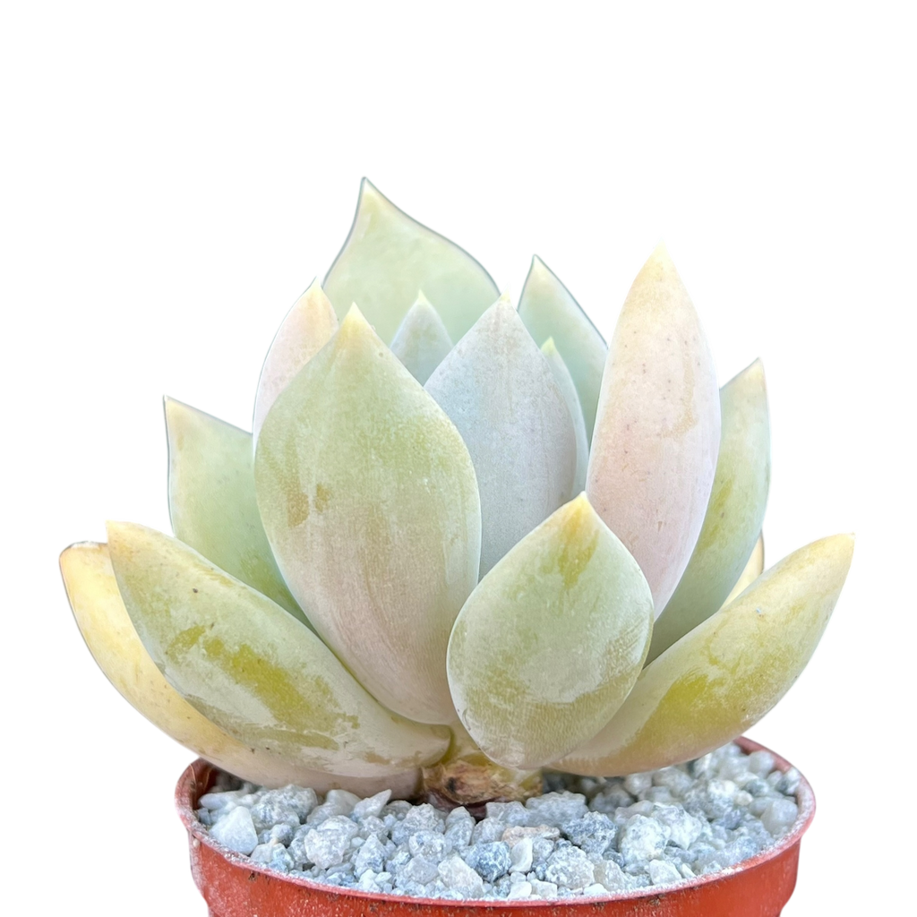 x Pachyveria 'Glacier'