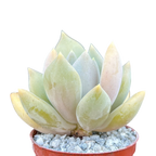 x Pachyveria 'Glacier'