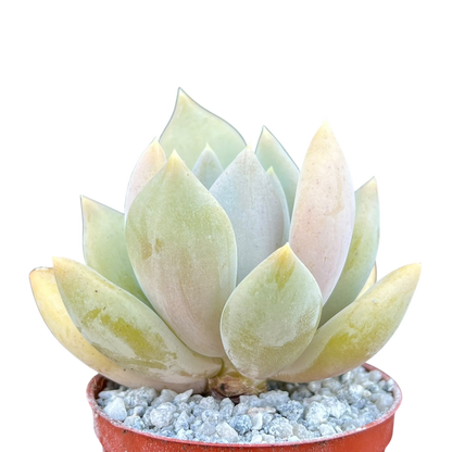 x Pachyveria 'Glacier'