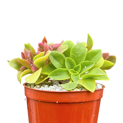 Aeonium goochiae