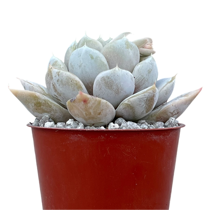Echeveria 'Snow Bunny'