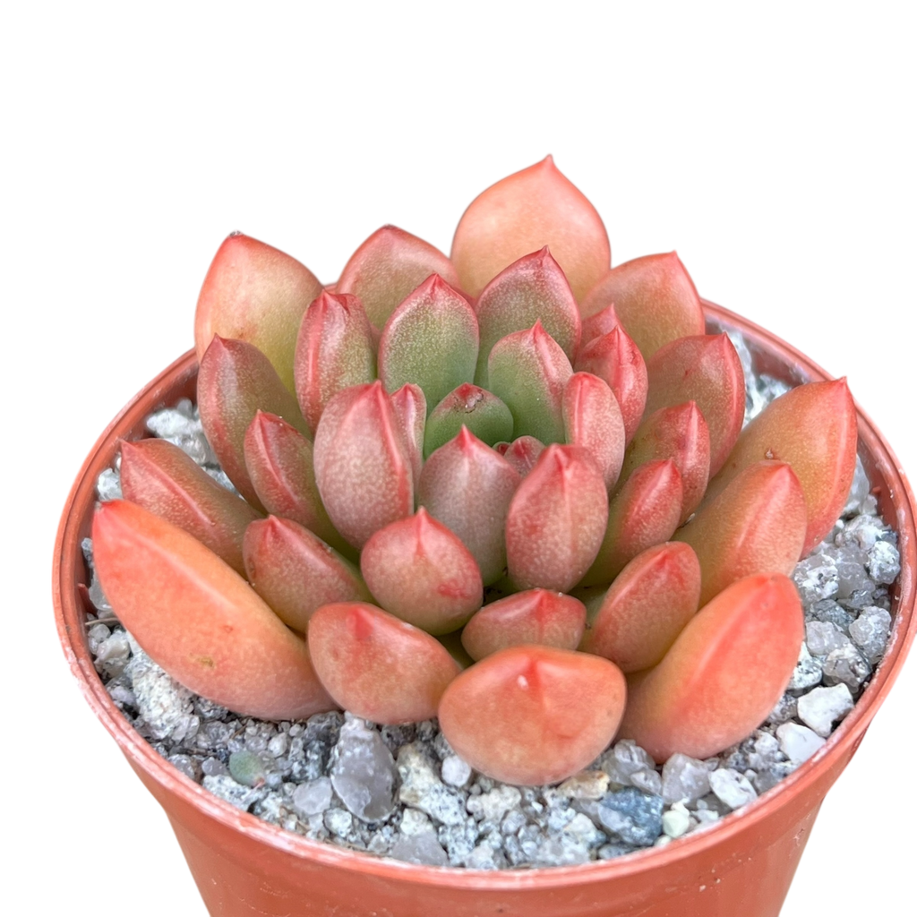 x Graptoveria 'Pink Ruby'