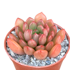 x Graptoveria 'Pink Ruby'