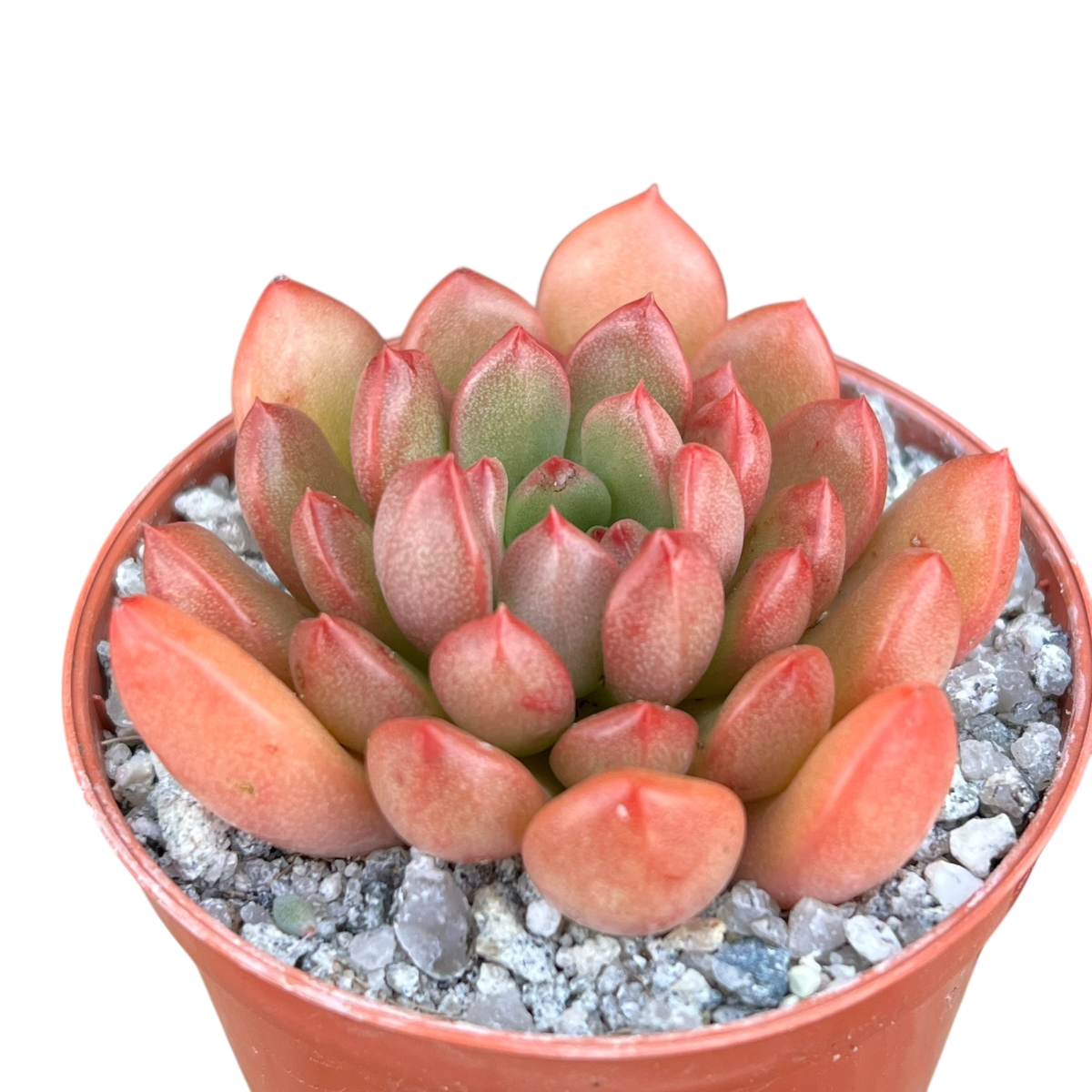 x Graptoveria 'Pink Ruby'