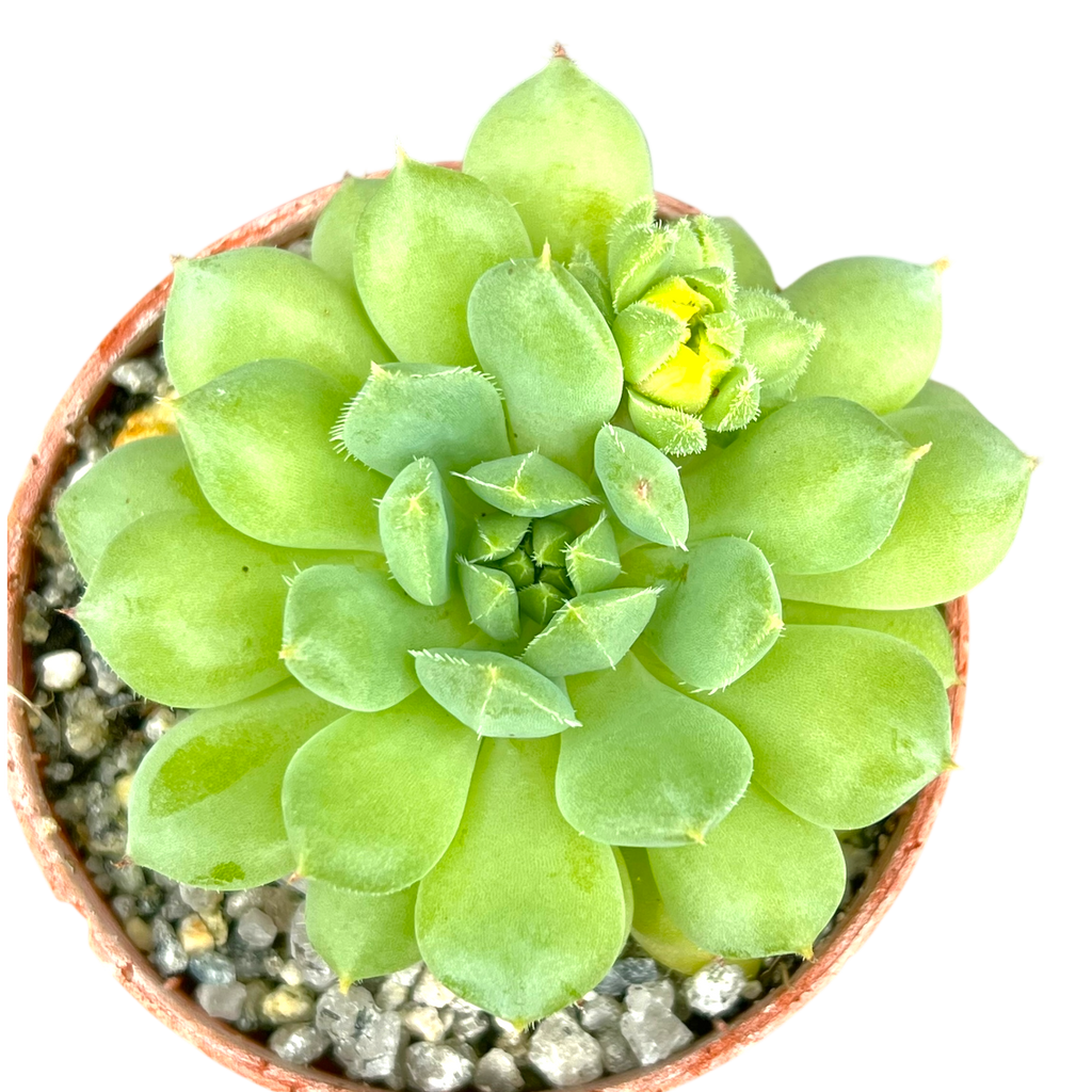 Echeveria 'Galaxy Starlet'