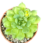 Echeveria 'Galaxy Starlet'