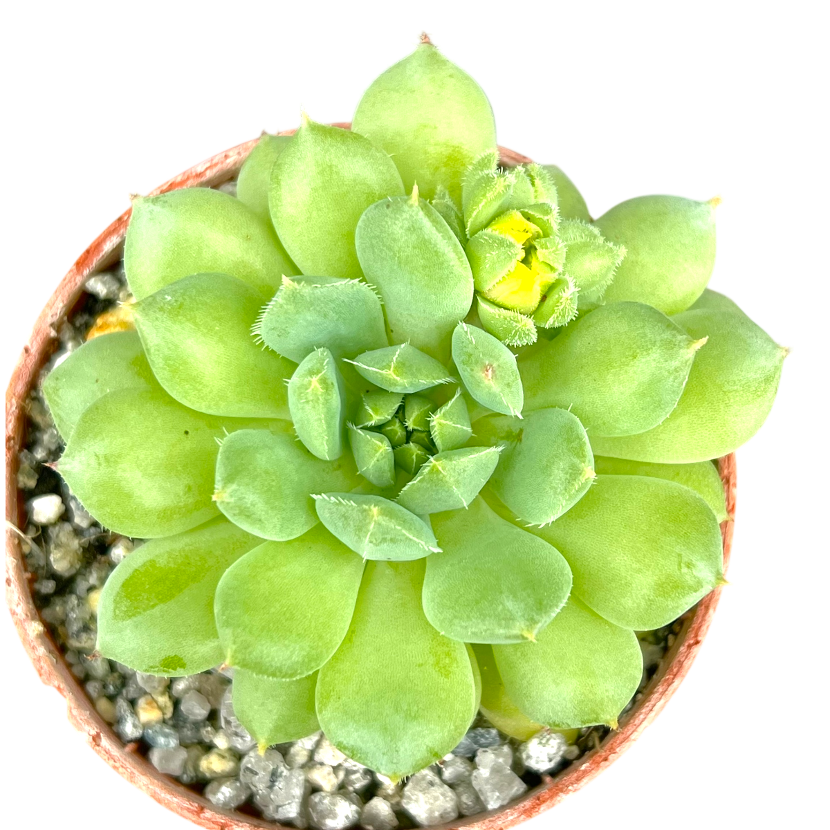 Echeveria 'Galaxy Starlet'