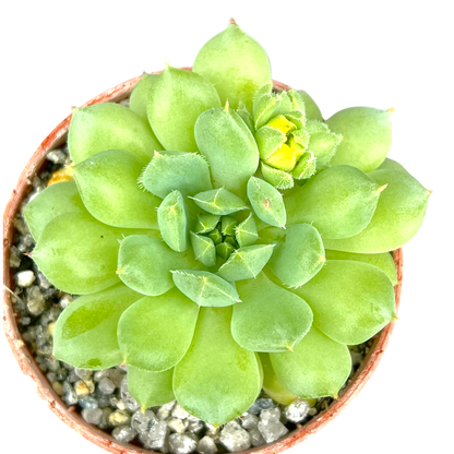 Echeveria 'Galaxy Starlet'