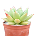 Echeveria 'Corymbosa'