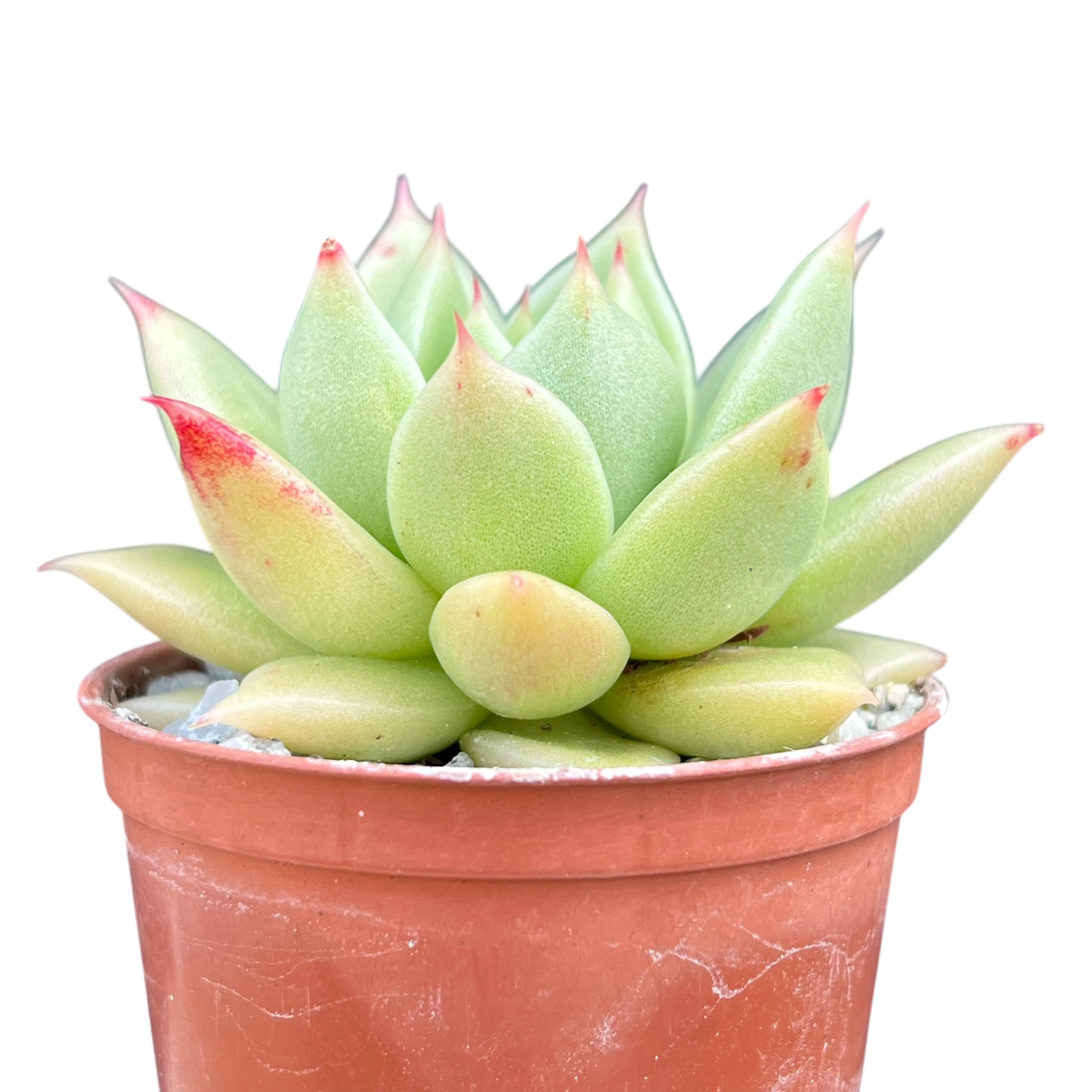 Echeveria 'Corymbosa'