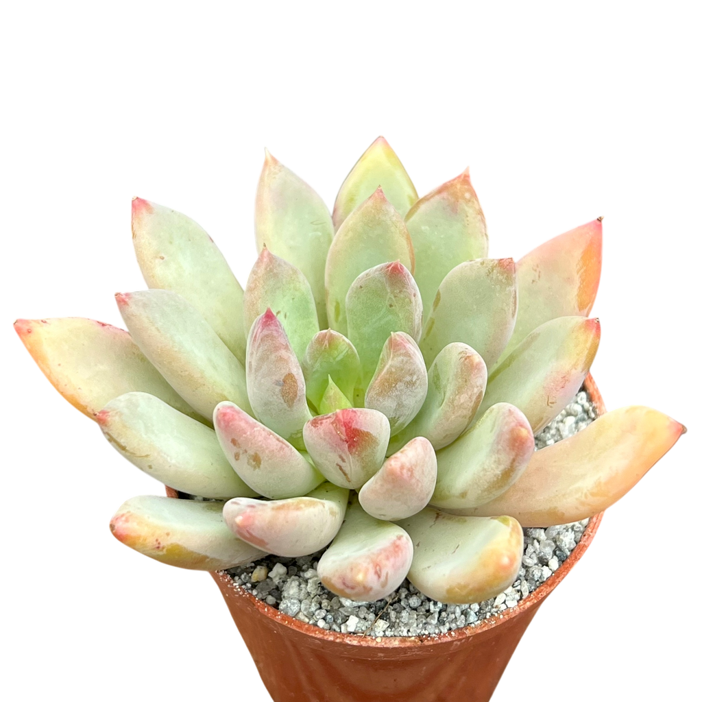 Echeveria 'Apollo'