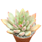 Echeveria 'Apollo'