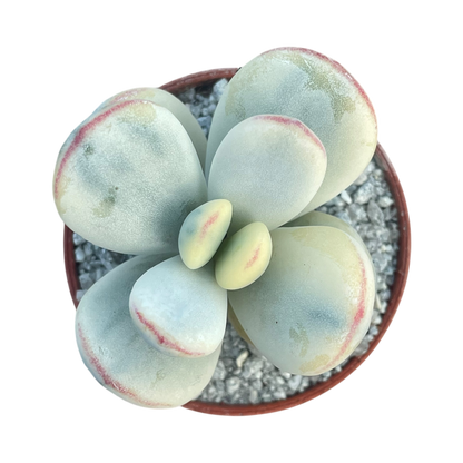 Cotyledon orbiculata 'Unicorn Poop'