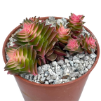 Crassula capitella ssp. thyrsiflora variegata
