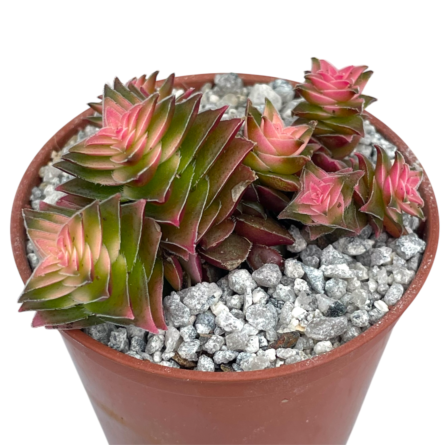 Crassula capitella ssp. thyrsiflora variegata