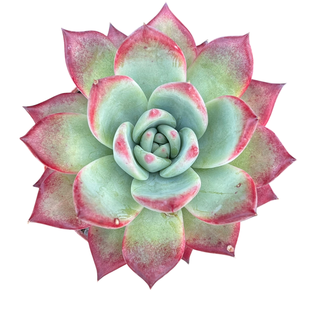 Echeveria 'Cornish Delight'