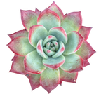 Echeveria 'Cornish Delight'