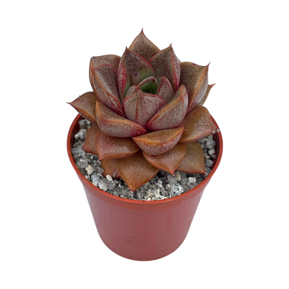 Echeveria 'Dionysos'
