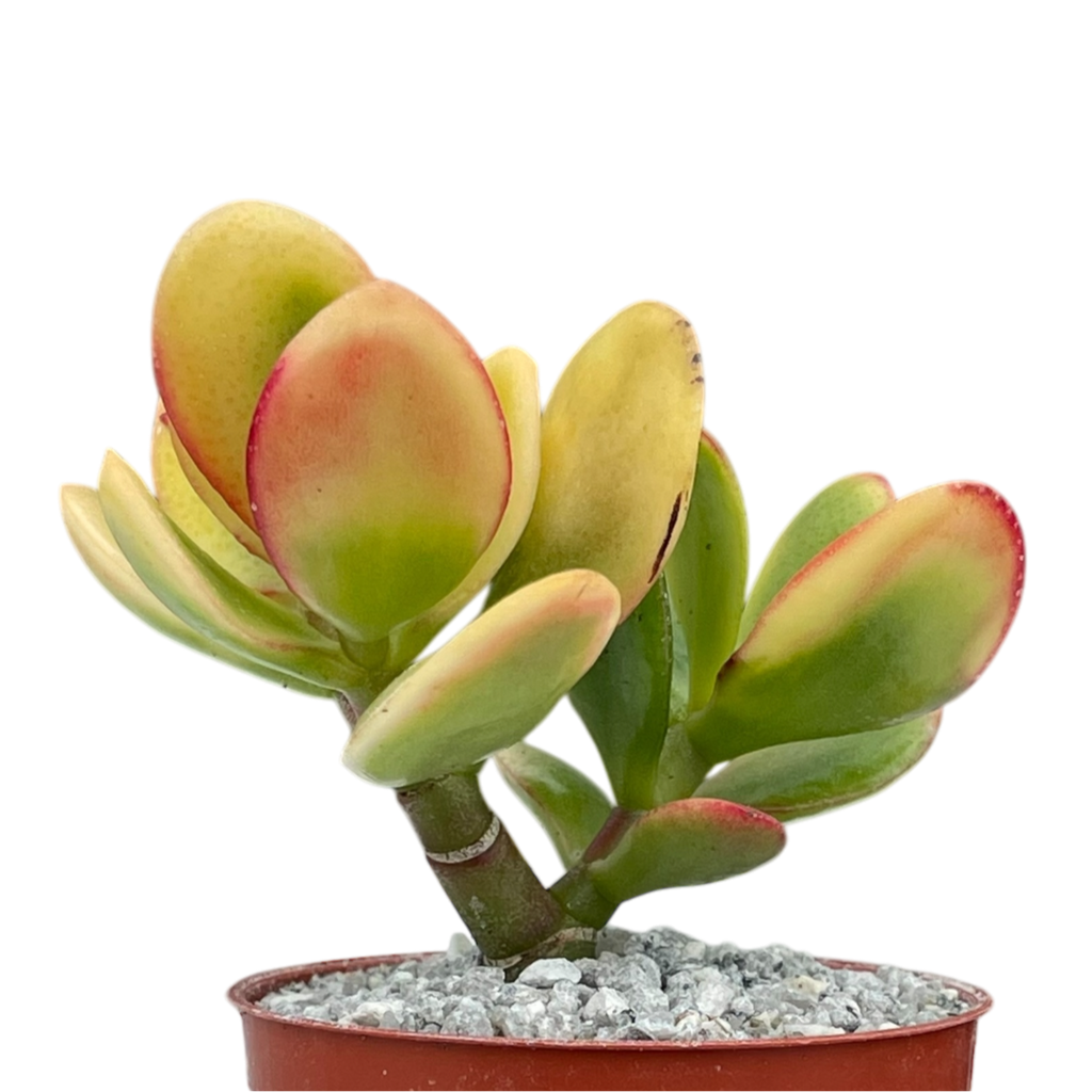 Crassula 'Hummel's Sunset'