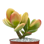 Crassula 'Hummel's Sunset'