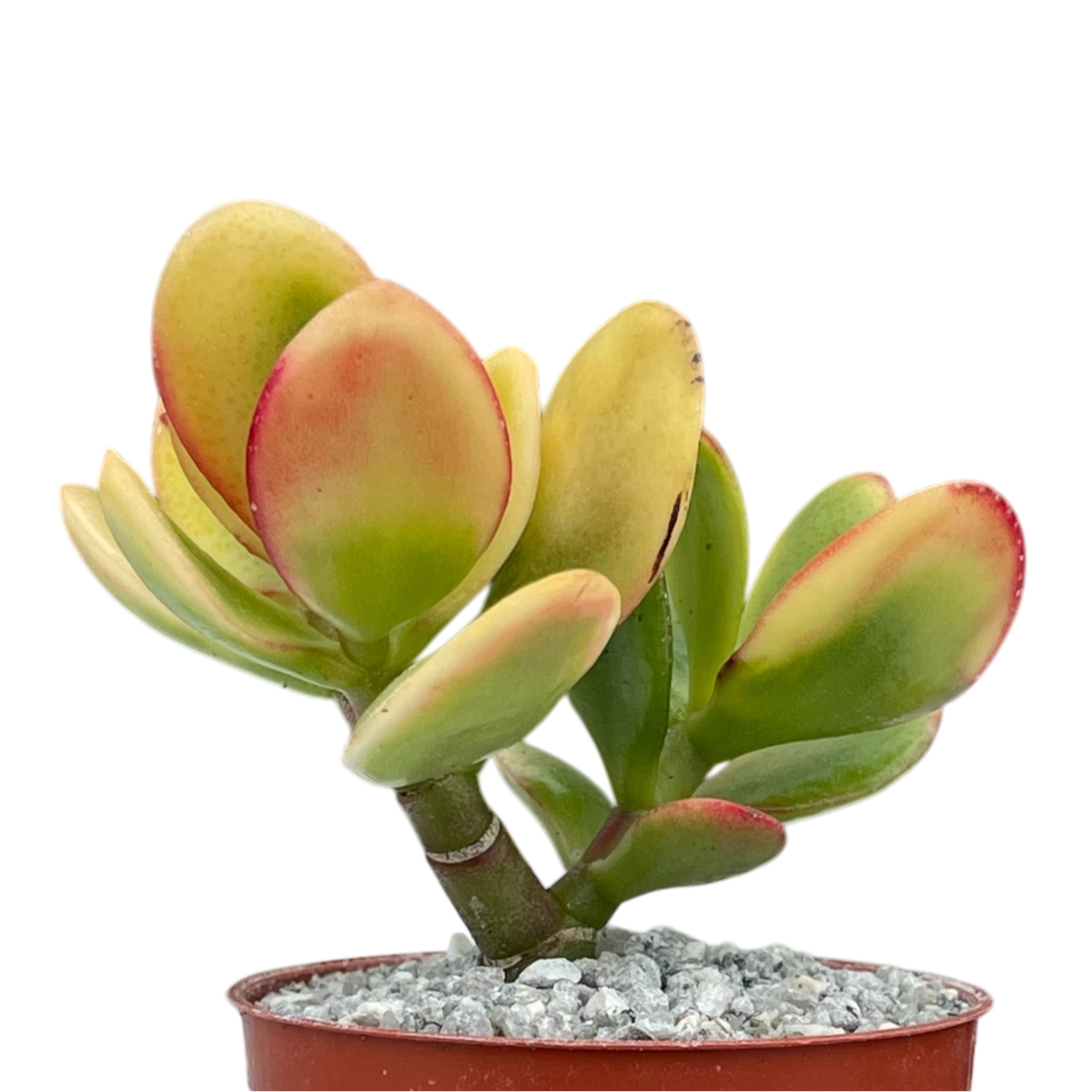 Crassula 'Hummel's Sunset'