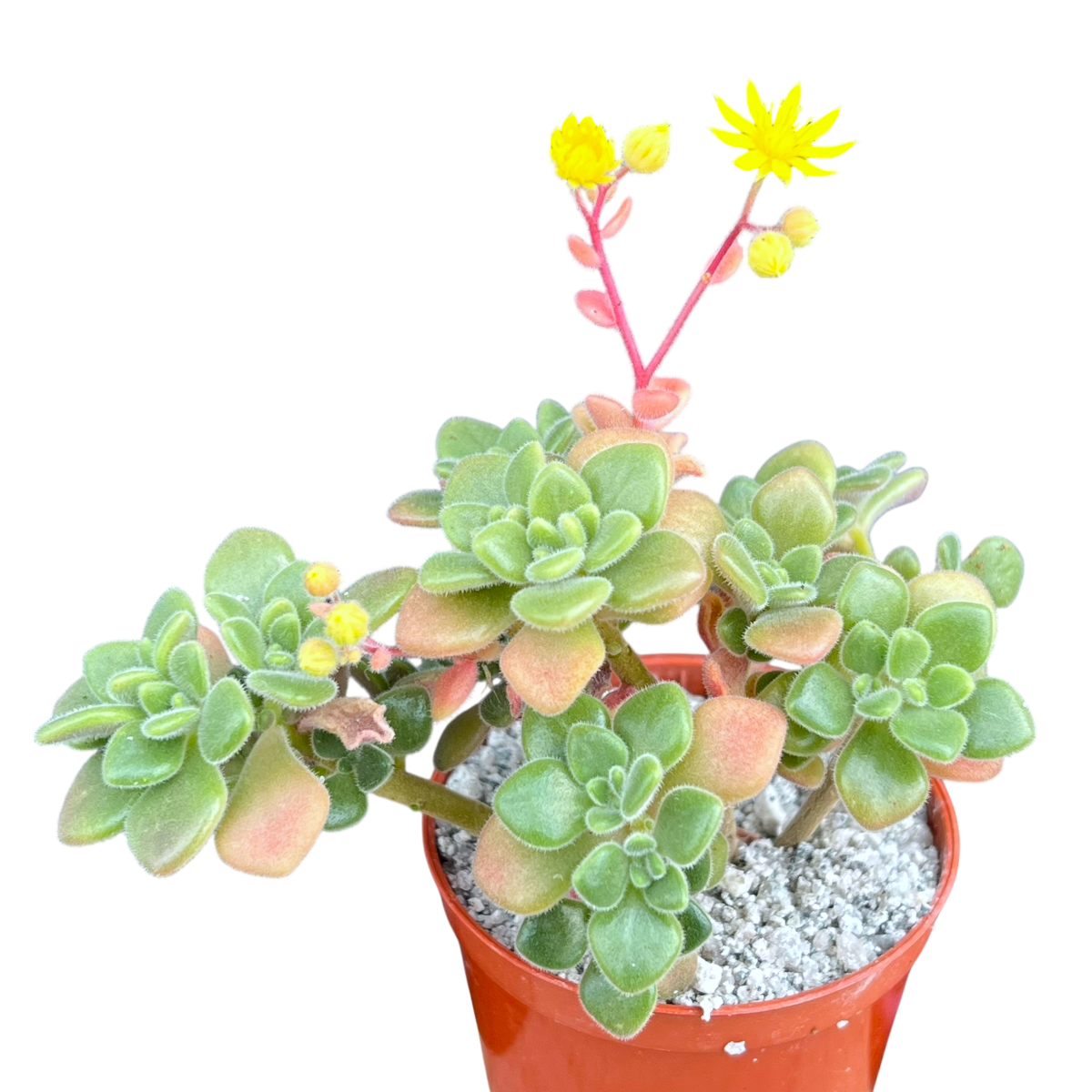 Aichryson tortuosum