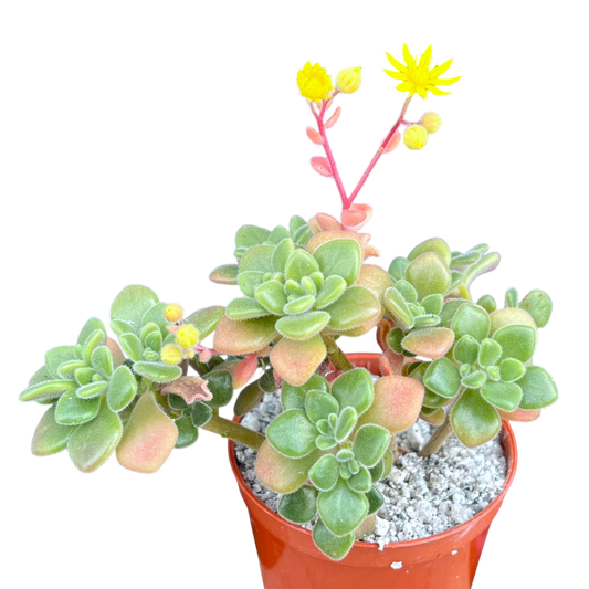 Aichryson tortuosum