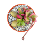 Anacampseros telephiastrum variegata