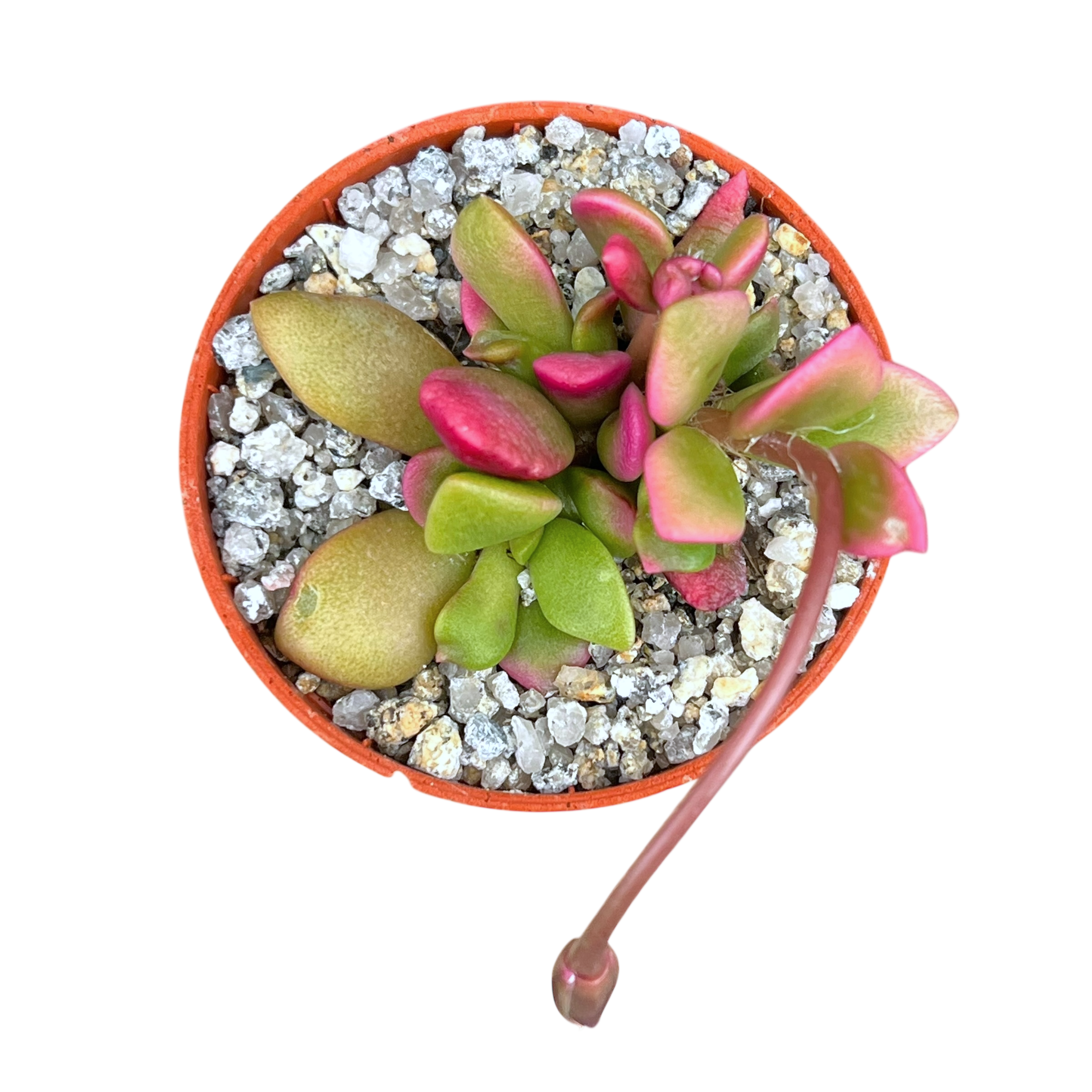 Anacampseros telephiastrum variegata