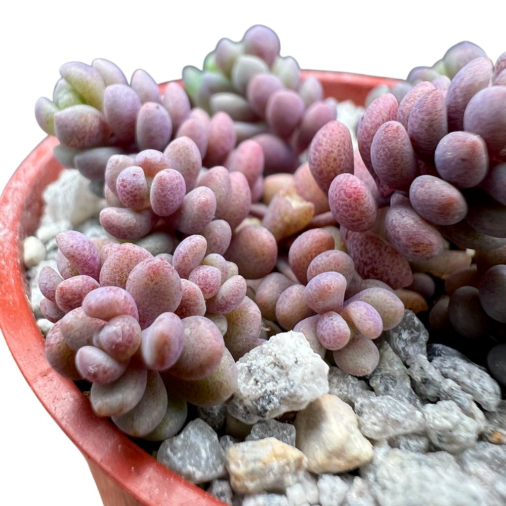 Sedum dasyphyllum major