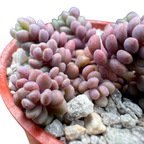 Sedum dasyphyllum major