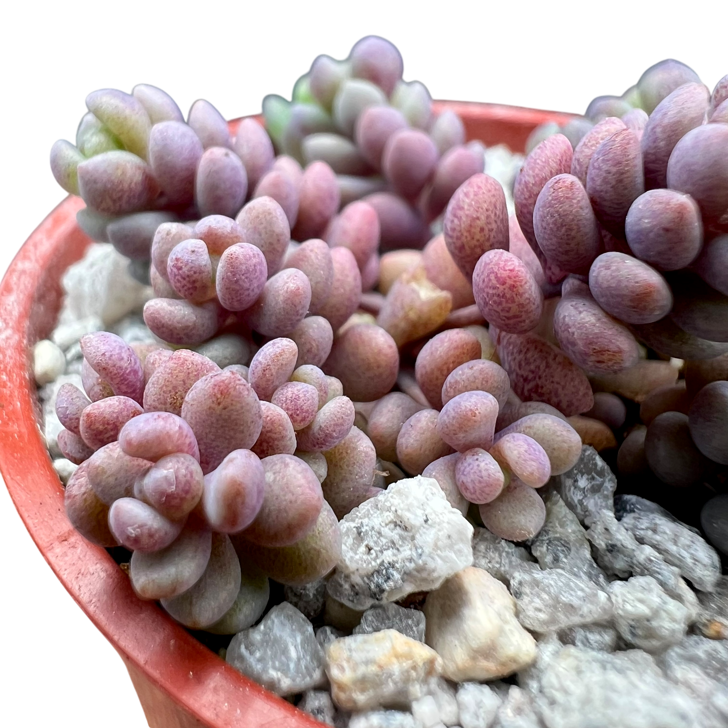 Sedum dasyphyllum major