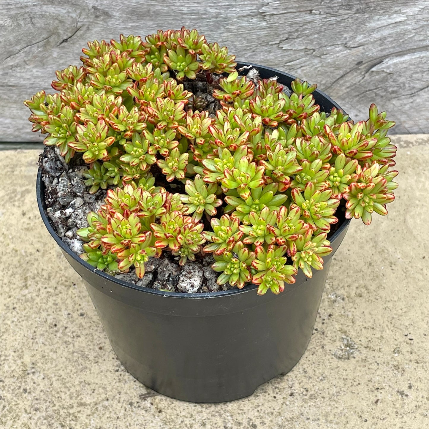 Aeonium sedifolium